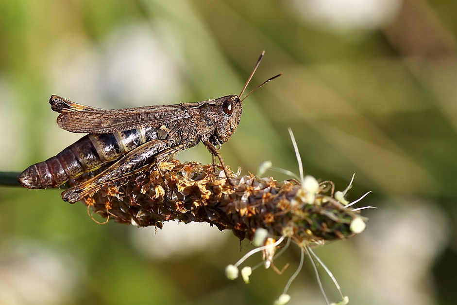 Brown female