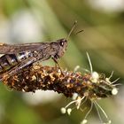 Brown female