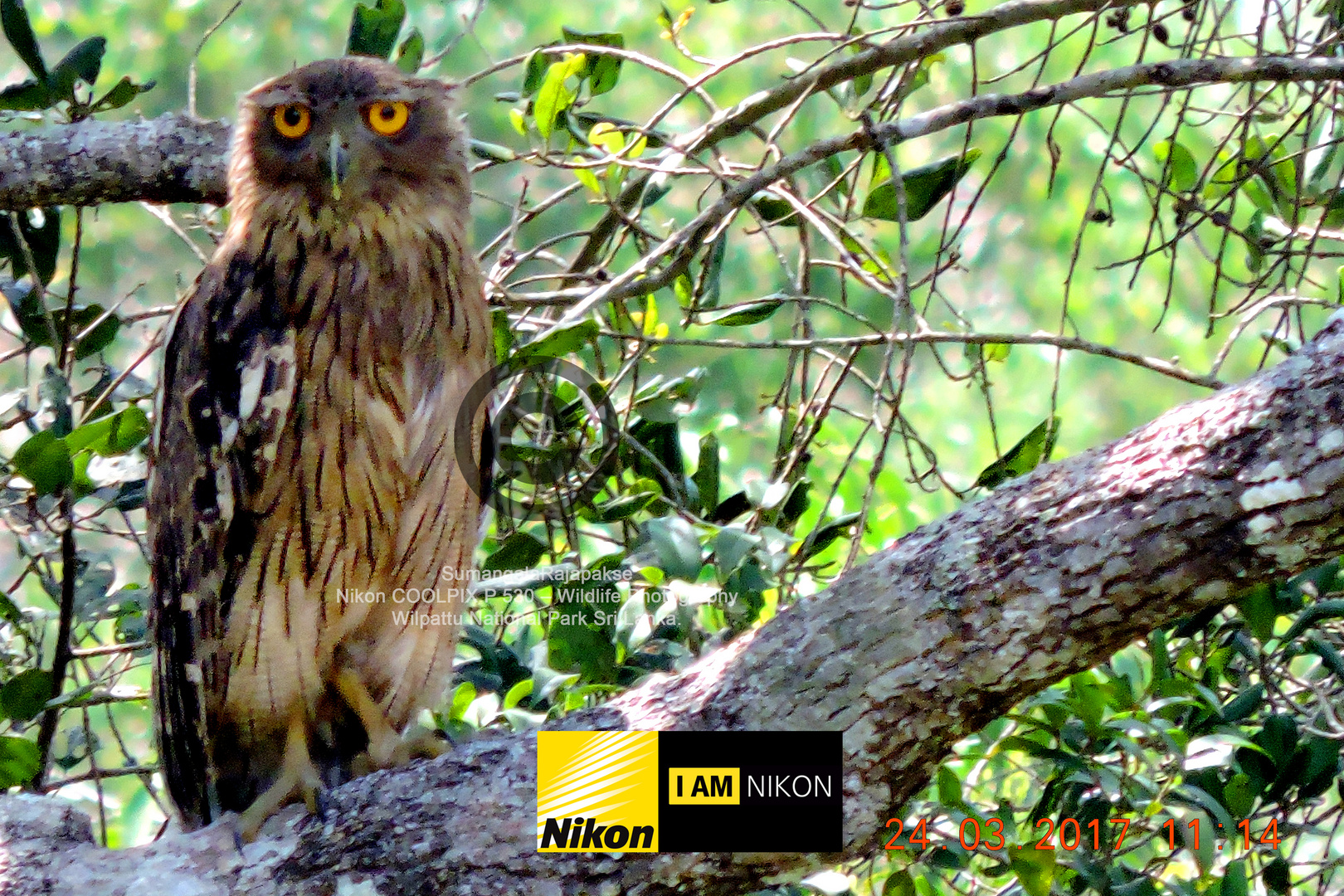 Brown Fish Owl ( Ketupa zeylonensis)