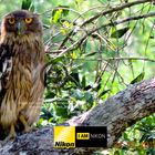 Brown Fish Owl ( Ketupa zeylonensis)