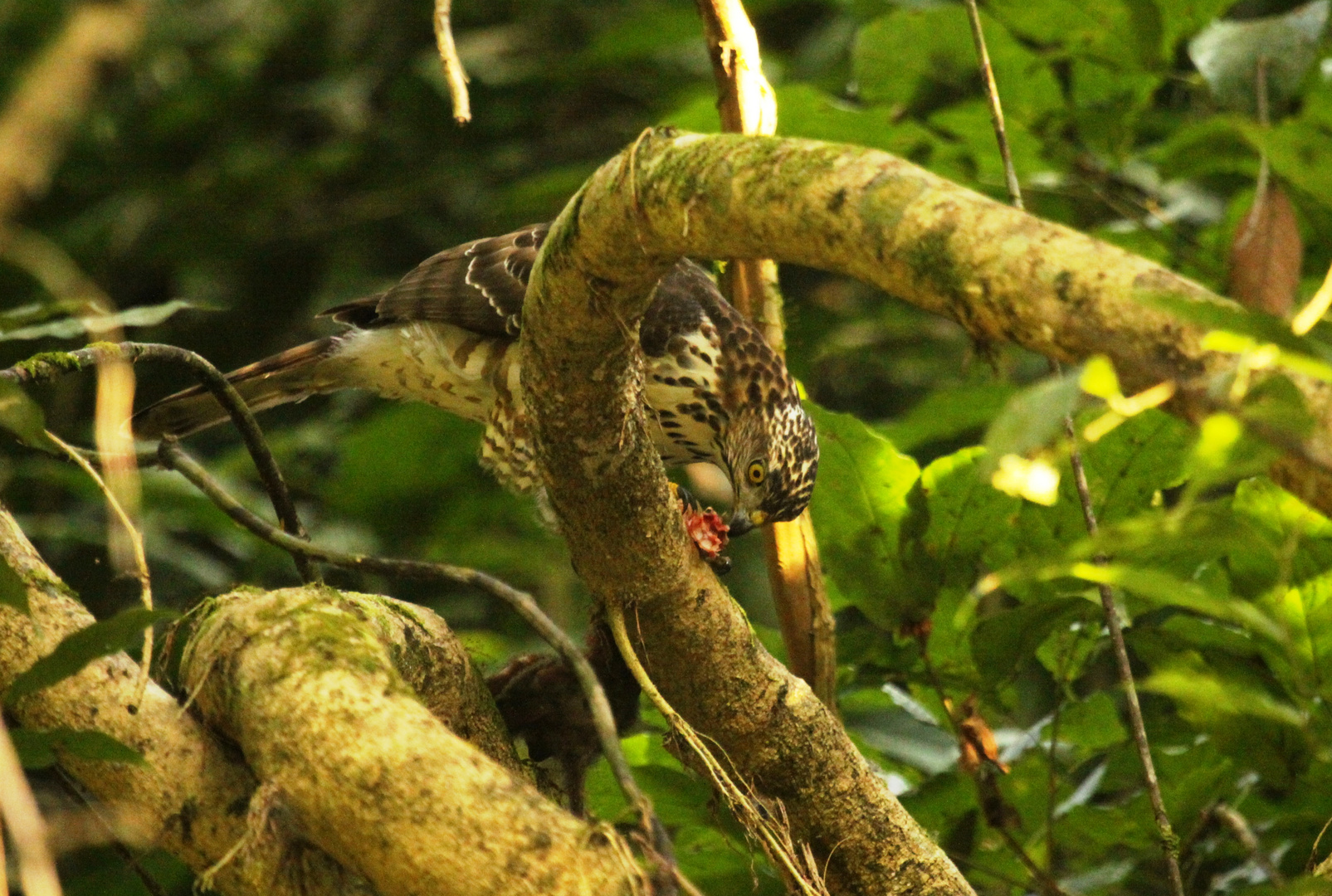 Brown Goshawk