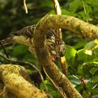 Brown Goshawk