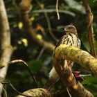 Brown Goshawk