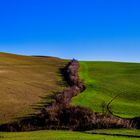 brown & green...Terre senesi...(2)