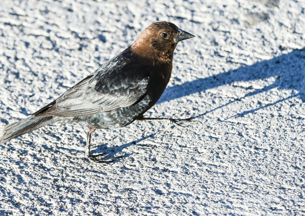 Brown -Haeded  Cowbird , Male.         DSC_4228-2