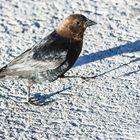 Brown -Haeded  Cowbird , Male.         DSC_4228-2