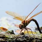 Brown hawker