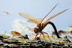 Brown hawker