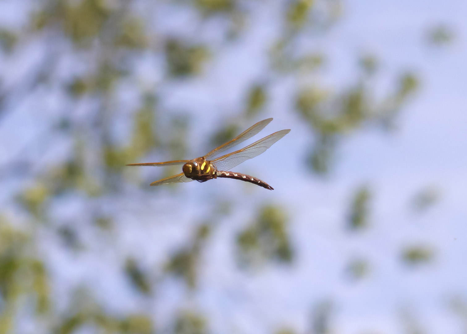 Brown Hawker Dragonfly