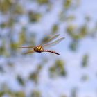 Brown Hawker Dragonfly