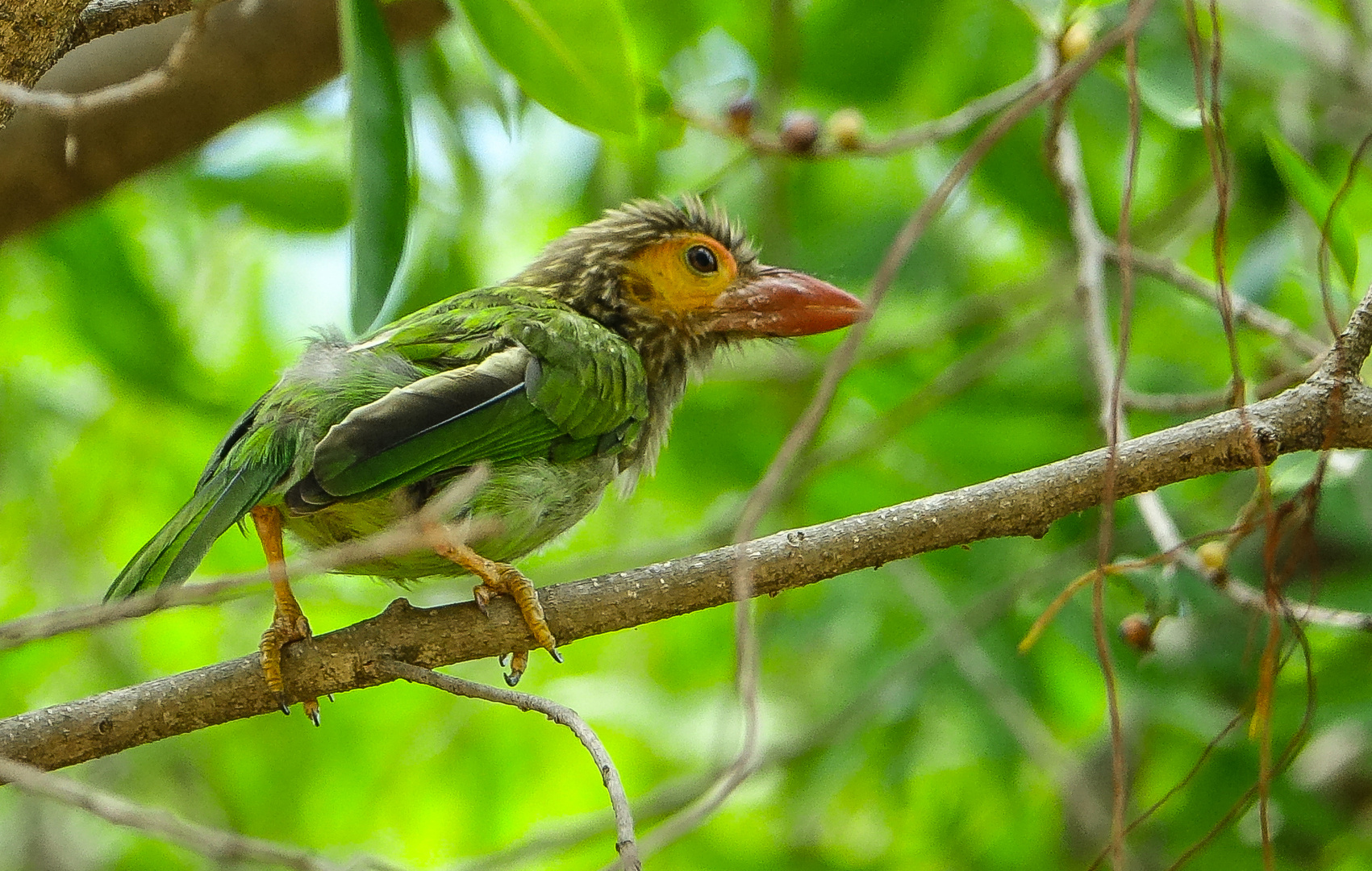 Brown headed barbet (Braunkopf-Bartvogel)