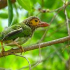 Brown headed barbet (Braunkopf-Bartvogel)