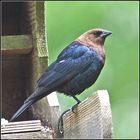 Brown-headed Cow Bird