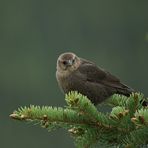 Brown Headed Cowbird