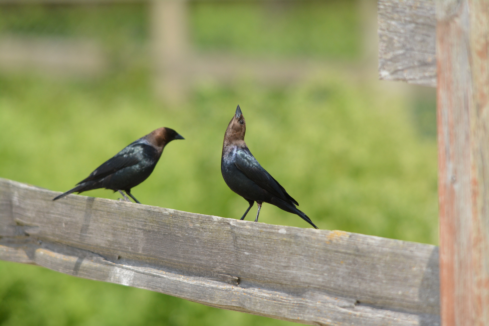 Brown-headed Cowbird