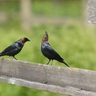 Brown-headed Cowbird