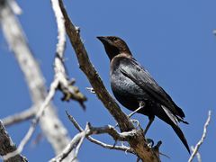 Brown-headed cowbird