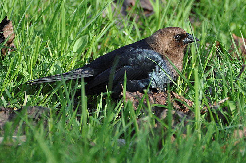 Brown-headed Cowbird