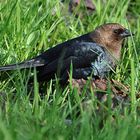 Brown-headed Cowbird