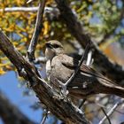 Brown-headed Cowbird female