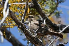 Brown-headed Cowbird female