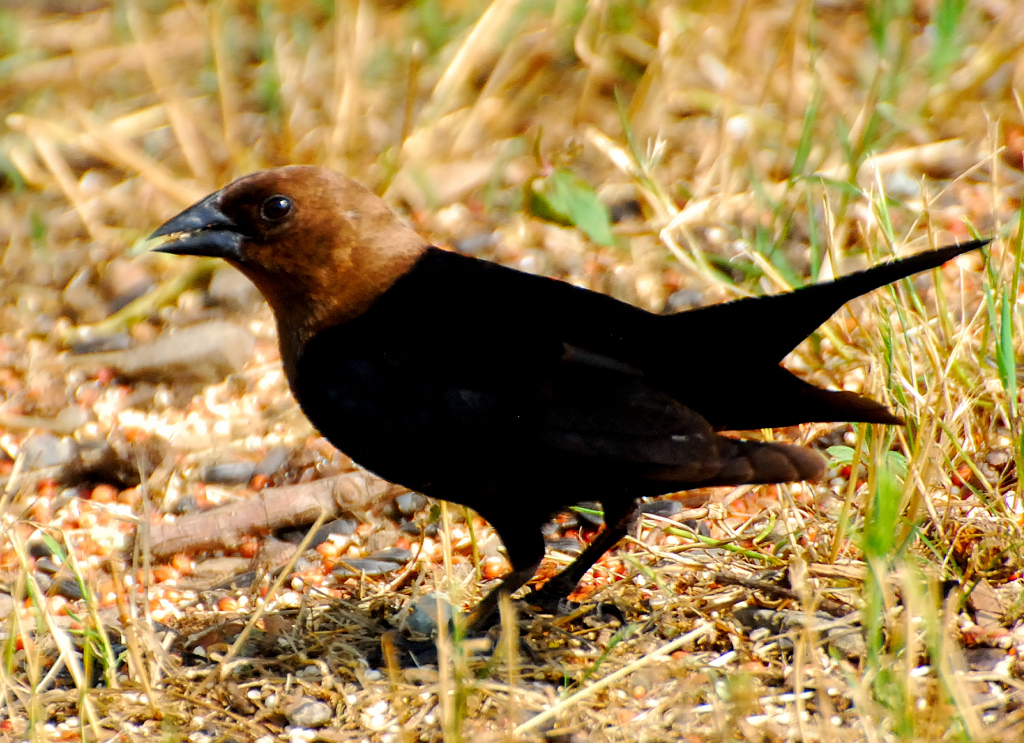 Brown-headed Cowbird (Molothrus ater)