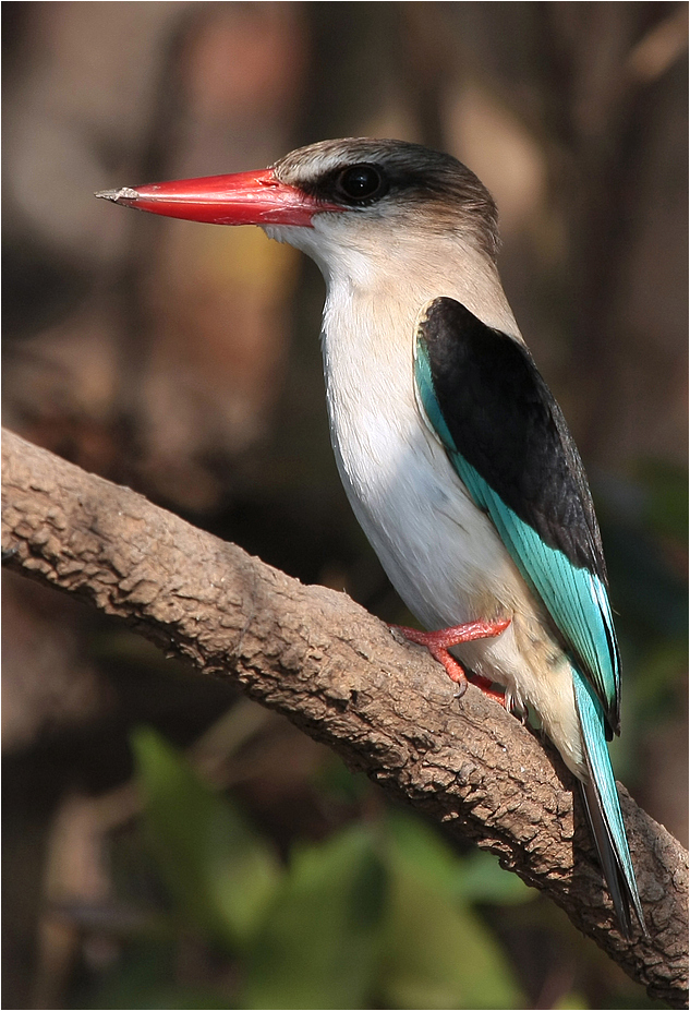 Brown headed King Fisher