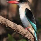 Brown headed King Fisher