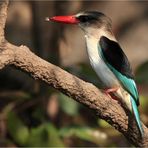 Brown Headed Kingfisher- Wildlife Zambia 2009