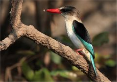 Brown Headed Kingfisher- Wildlife Zambia 2009