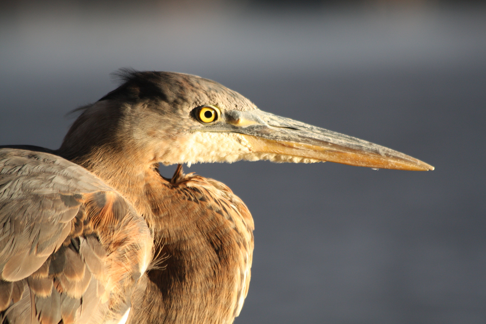 Brown Heron