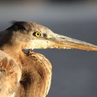 Brown Heron