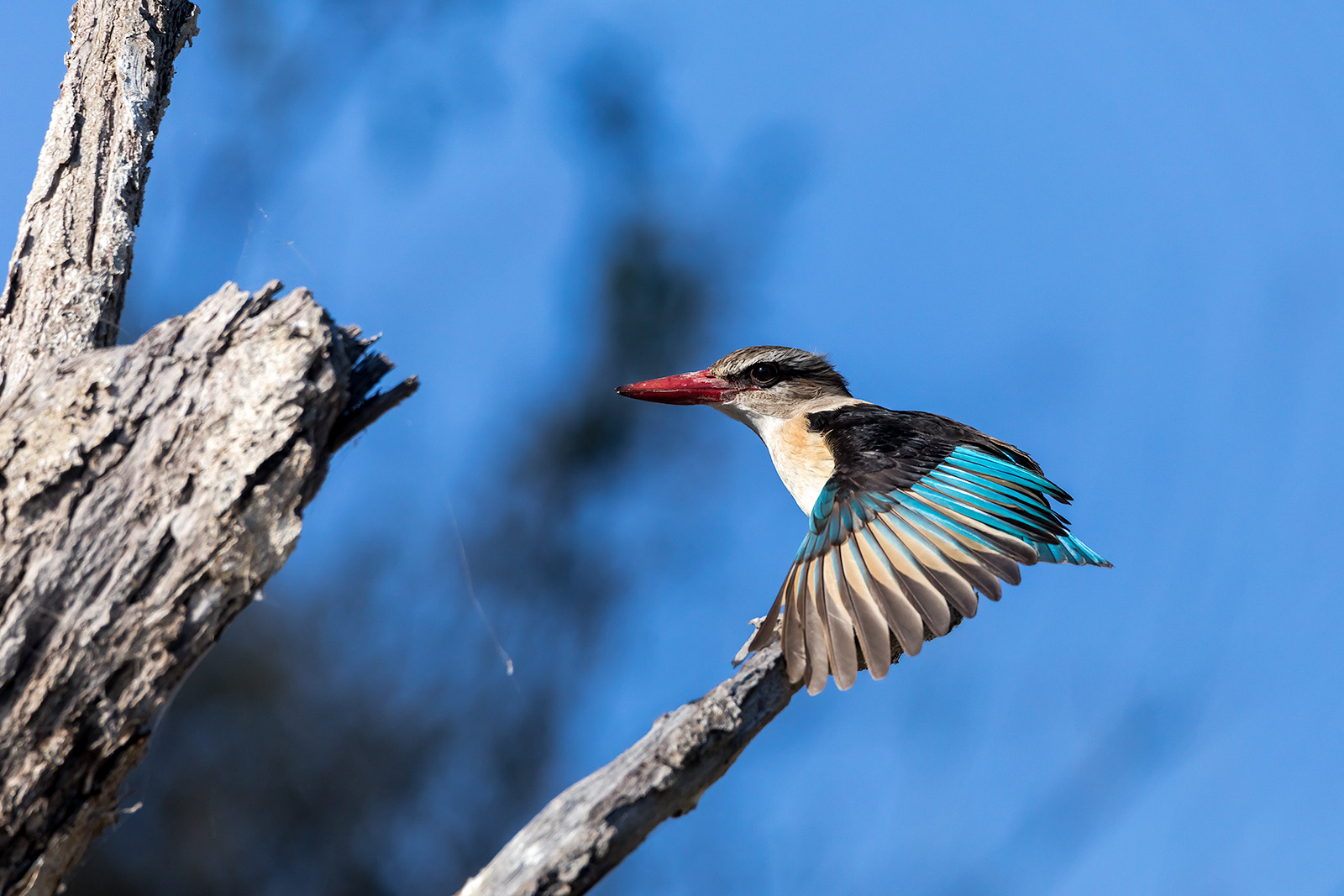 Brown-hooded Kingfisher