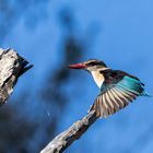 Brown-hooded Kingfisher