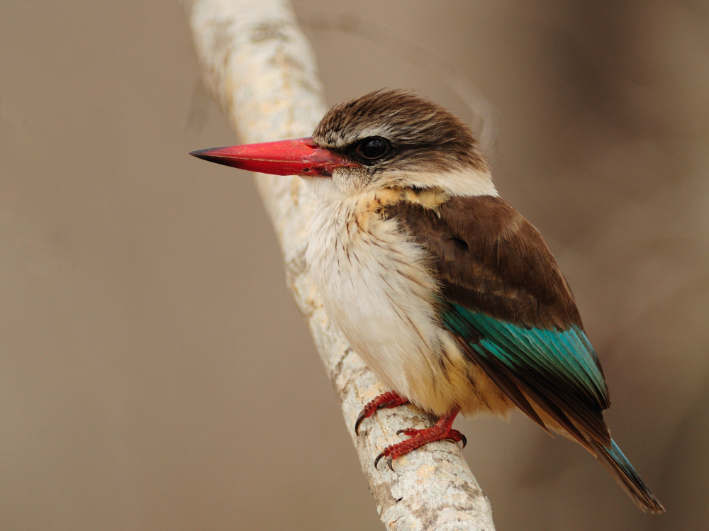 Brown-Hooded Kingfisher