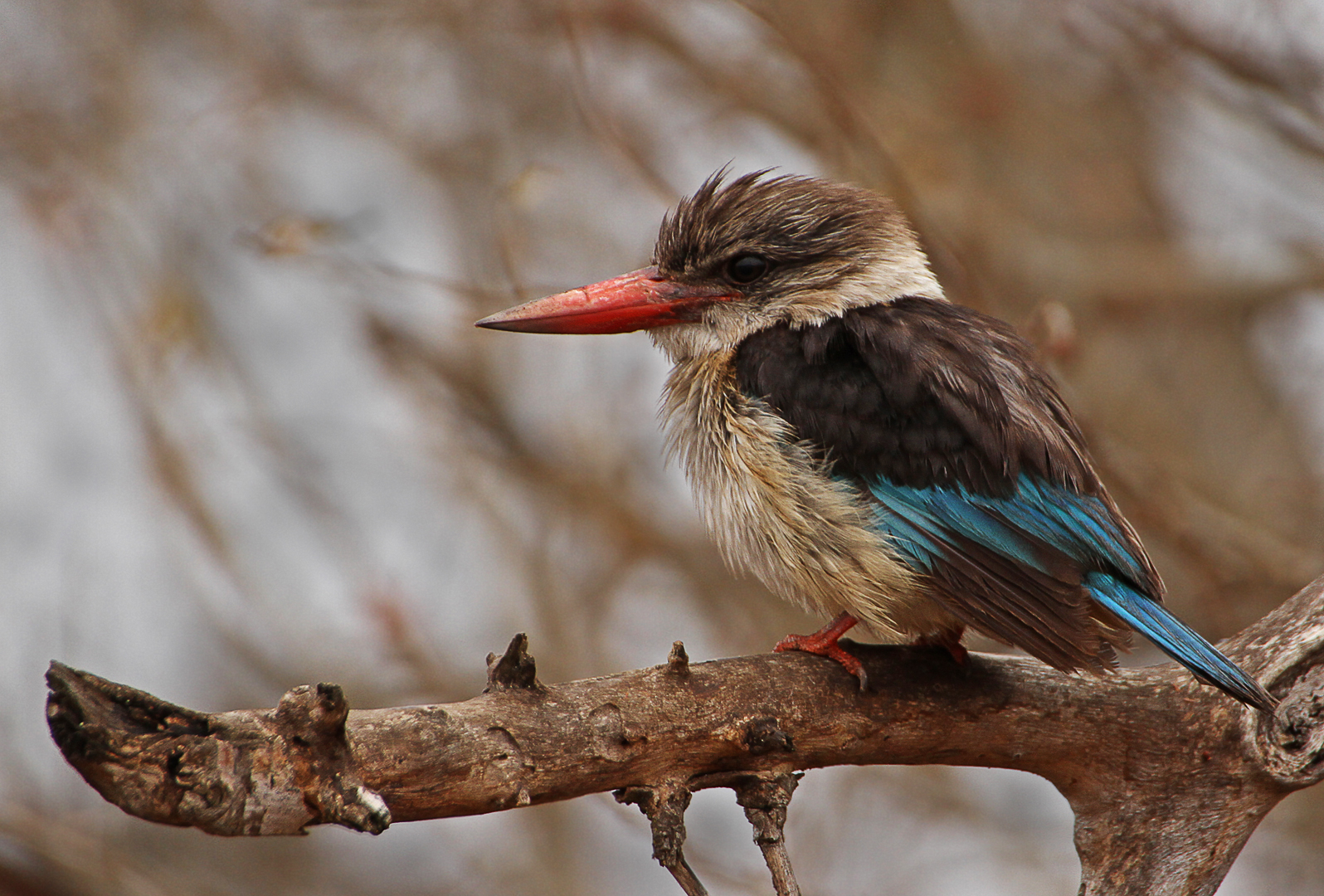 Brown hooded kingfisher