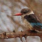 Brown hooded kingfisher