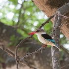 Brown hooded Kingfisher