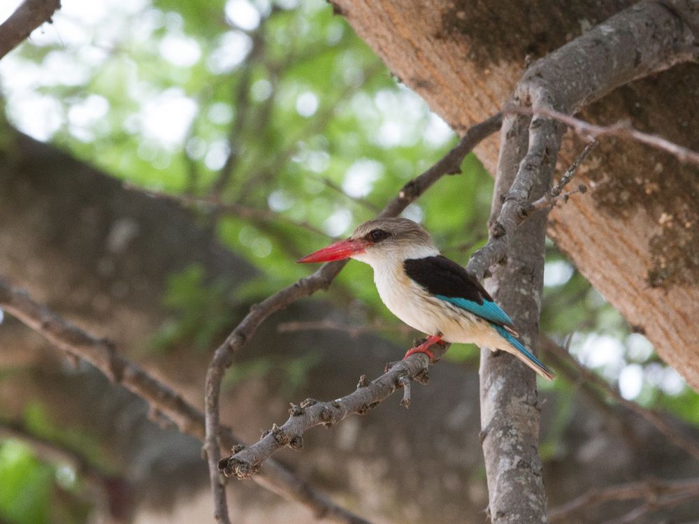 Brown hooded Kingfisher