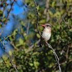 Brown-hooded kingfisher