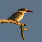 Brown-hooded Kingfisher