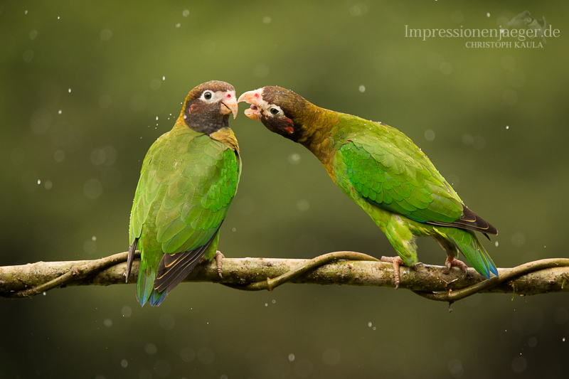 Brown-hooded Parrot