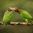 Brown-hooded Parrot