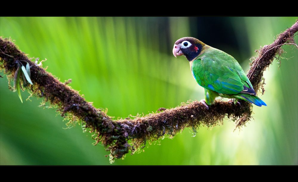 [ Brown-hooded Parrot ]