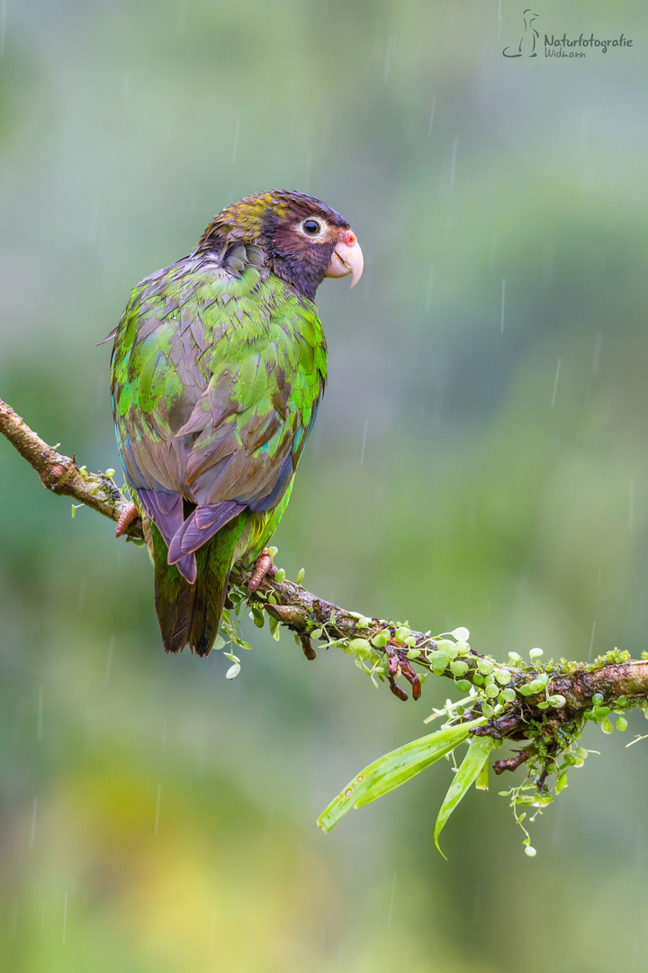 Brown Hooded Parrot - Braunwangenpapagei