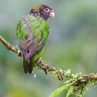 Brown Hooded Parrot - Braunwangenpapagei