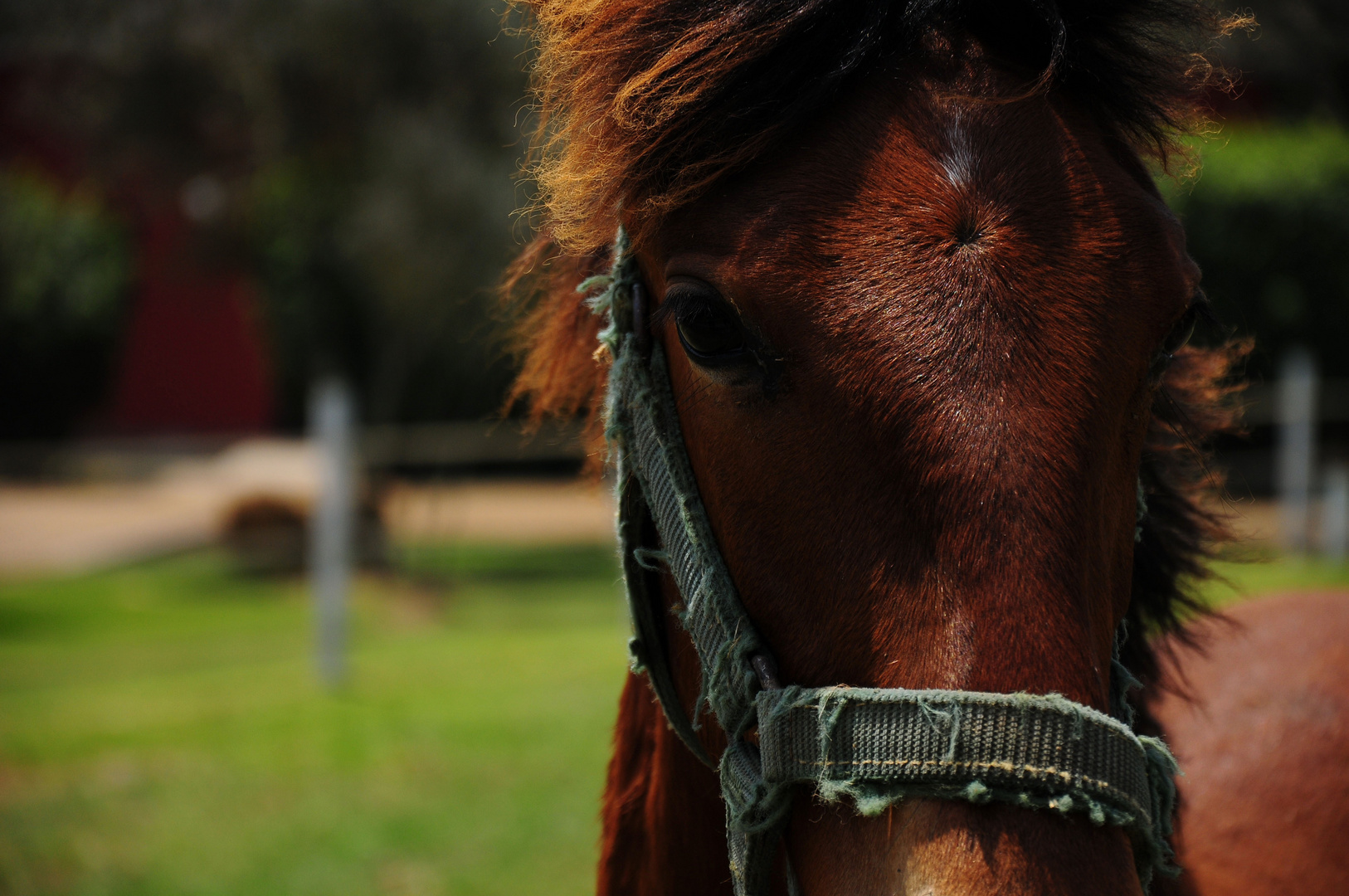 brown horse