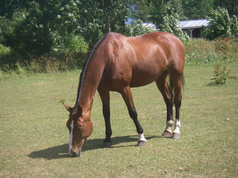 brown horse