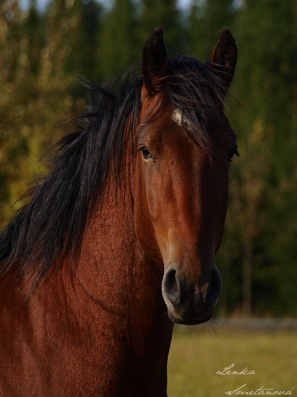 brown horse