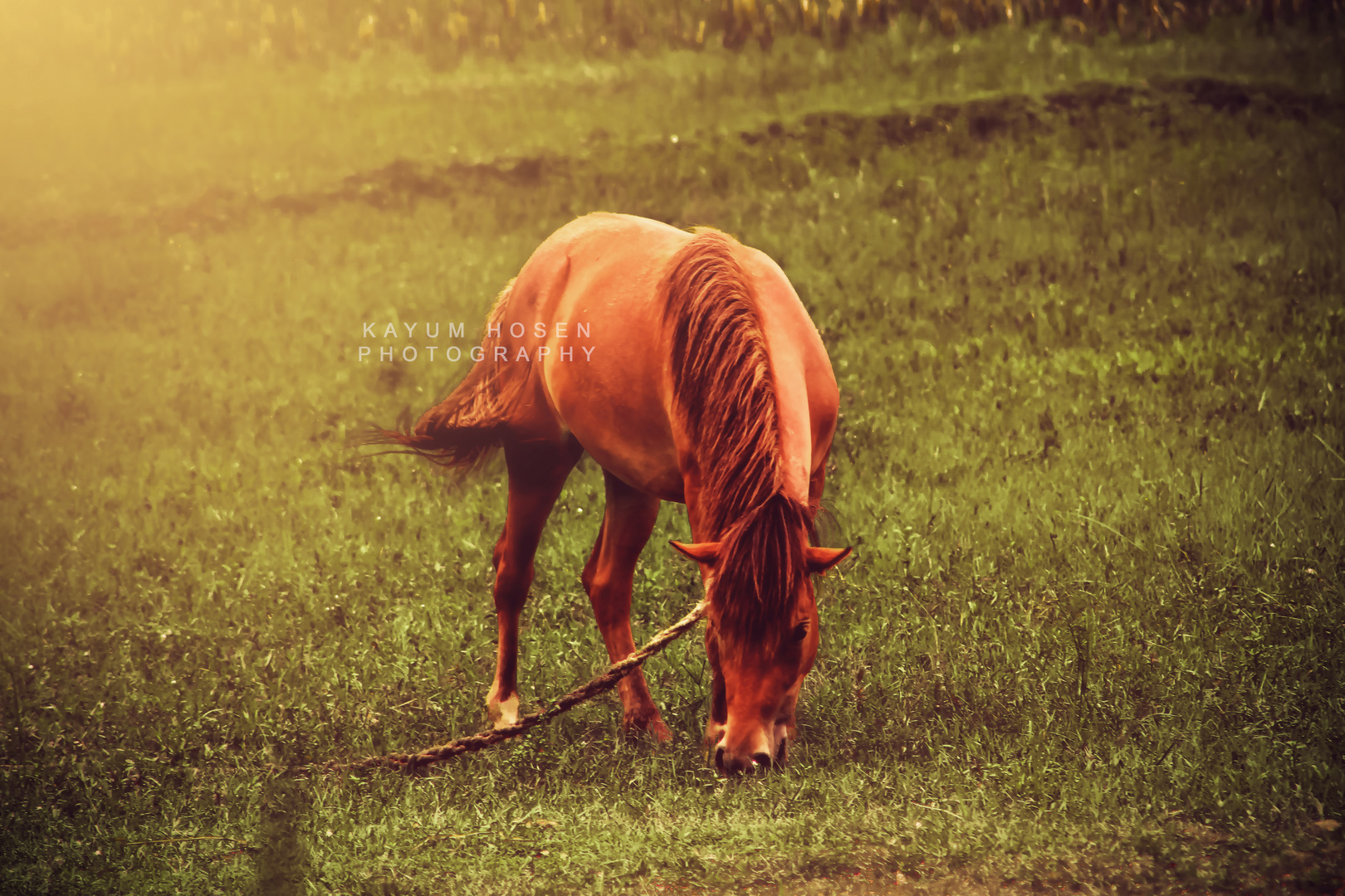 Brown horse eating fresh grass